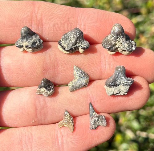 Lotto denti squalo fossile - di,