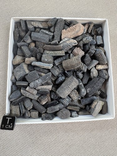 200 fossil myliobatis - 200-fossil, sp