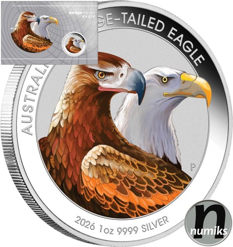 Wedge tailed eagle aquila coda - eagle,