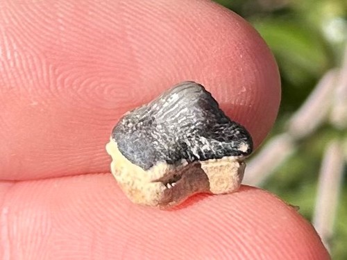 Ptychodus anonimo dente - , di