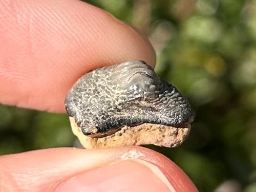 Ptychodus anonimo dente - , di