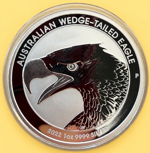 Australia wedge tailed - wedge-tailed, eagle