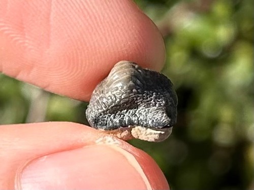 Ptychodus anonimo dente - , di