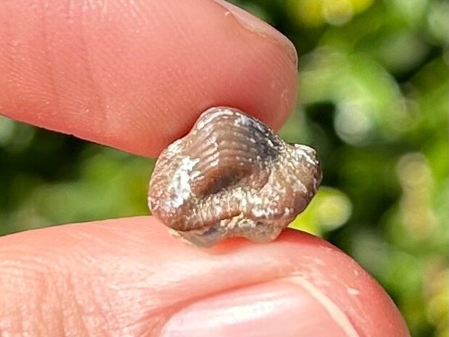 Bello dente squalo fossile - di,