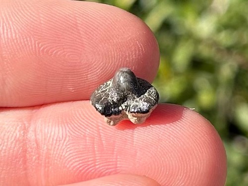 Ptychodus dente squalo - ptychodus, di