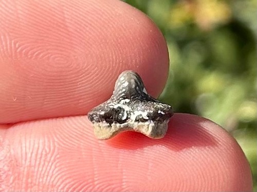 Ptychodus dente squalo - ptychodus, di