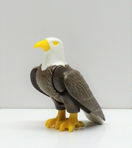 Aquila mare bianca - di,