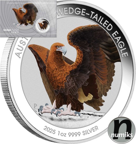 Wedge tailed eagle - aquila, coda